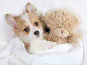Fascinating Teddy Bear Dog Tactics That Can Grow Your Business 