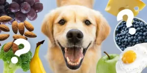 Can Dogs Eat Pineapples