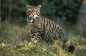 wild cats