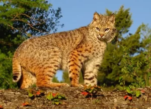 wild cats